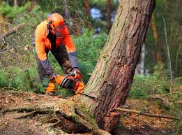 Best Tree and Shrub Care  in Bridgeport, TX