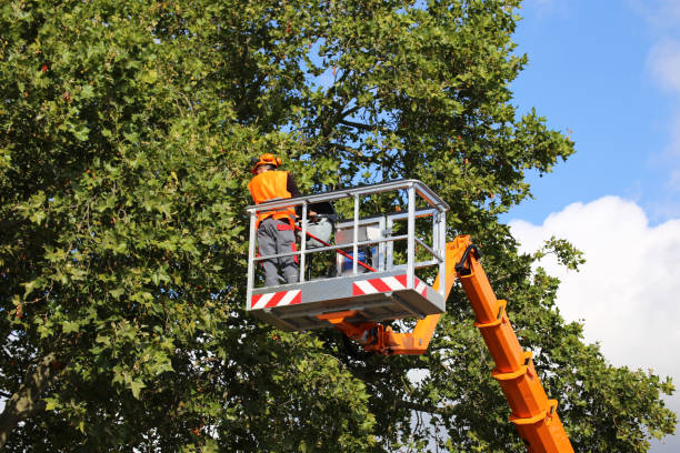 Best Weed Control  in Bridgeport, TX