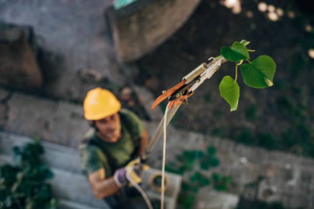 Best Arborist Consultation Services  in Bridgeport, TX