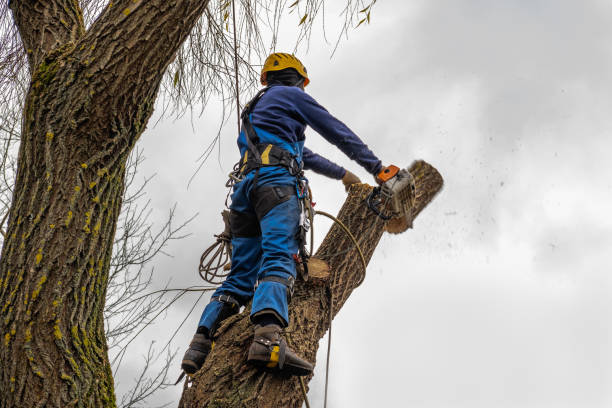 How Our Tree Care Process Works  in Bridgeport, TX