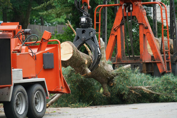 Best Storm Damage Tree Cleanup  in Bridgeport, TX