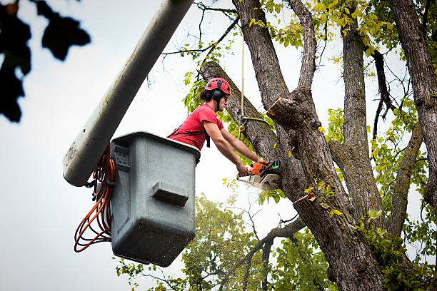 Best Tree Cabling and Bracing  in Bridgeport, TX