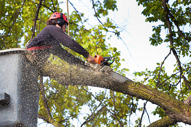 Best Tree Health Inspection  in Bridgeport, TX