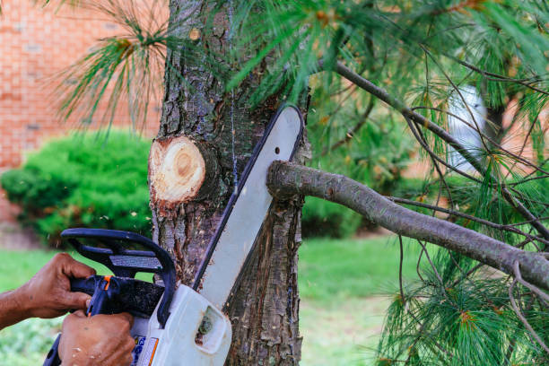 Professional Tree Services in Bridgeport, TX